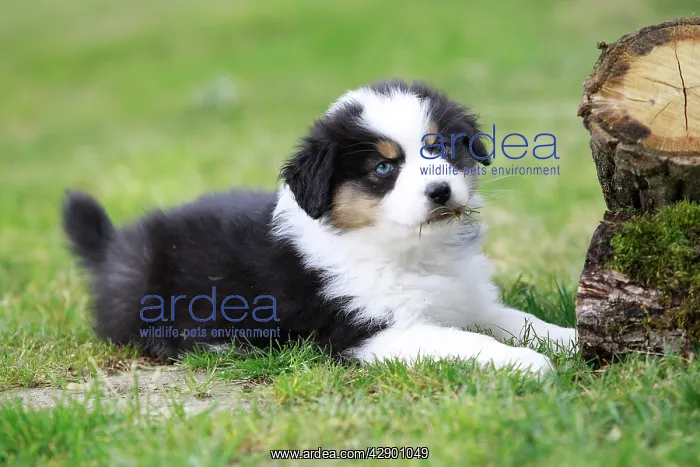  : Australian Sheepdog  /  Shepherd Dog