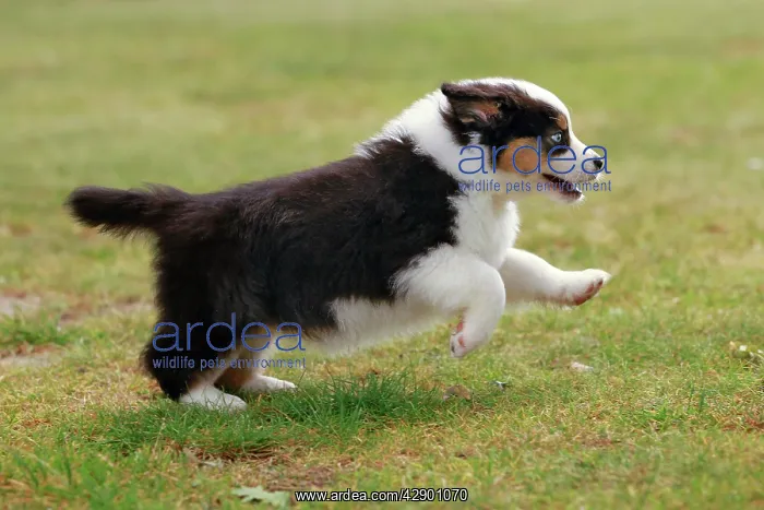 : Australian Sheepdog  /  Shepherd Dog