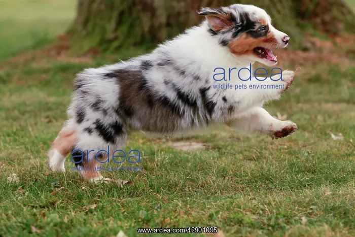  : Australian Sheepdog  /  Shepherd Dog