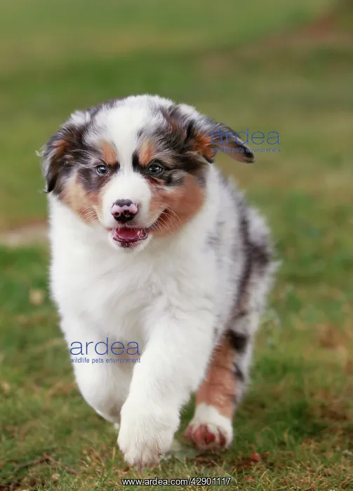  : Australian Sheepdog  /  Shepherd Dog