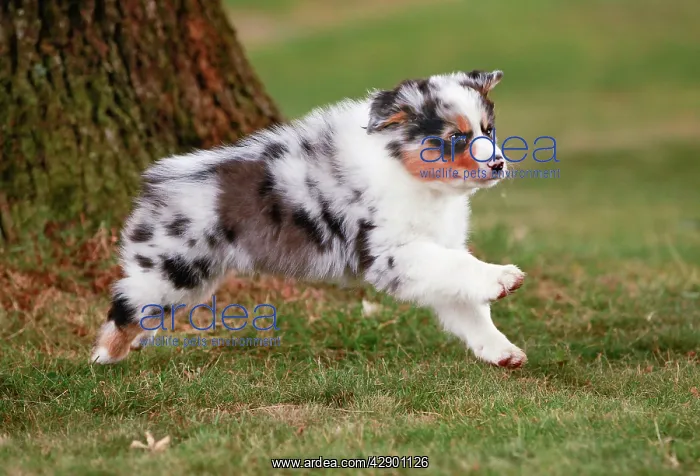  : Australian Sheepdog  /  Shepherd Dog
