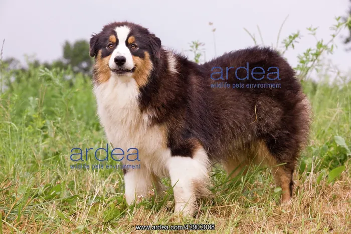  : Australian Sheepdog  /  Shepherd Dog