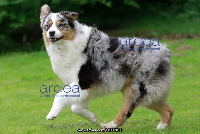  : Australian Sheepdog  /  Shepherd Dog