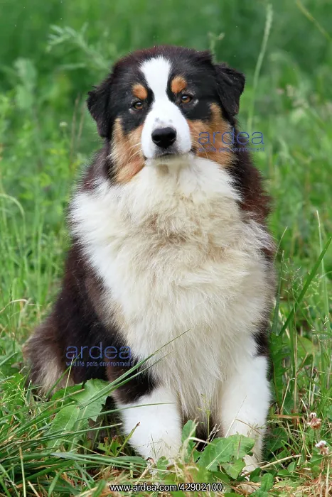  : Australian Sheepdog  /  Shepherd Dog