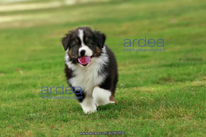 : Australian Sheepdog / Shepherd Dog with ball in mouth : Australian Sheepdog / Shepherd Dog with ball in mouth