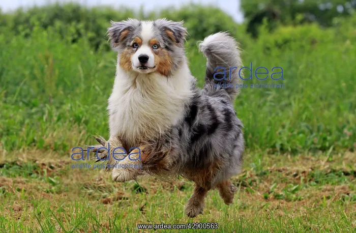 : Australian Sheepdog / Shepherd Dog puppy running : Australian Sheepdog / Shepherd Dog puppy running