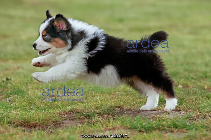 : Australian Sheepdog / Shepherd Dog puppy running : Australian Sheepdog / Shepherd Dog puppy running