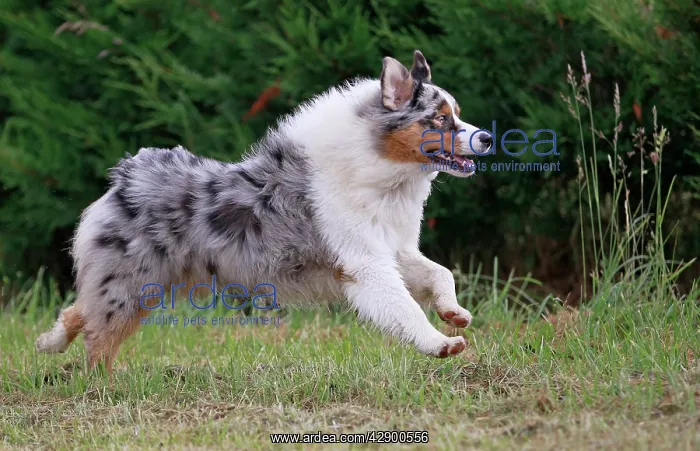  : Australian Sheepdog  /  Shepherd Dog running