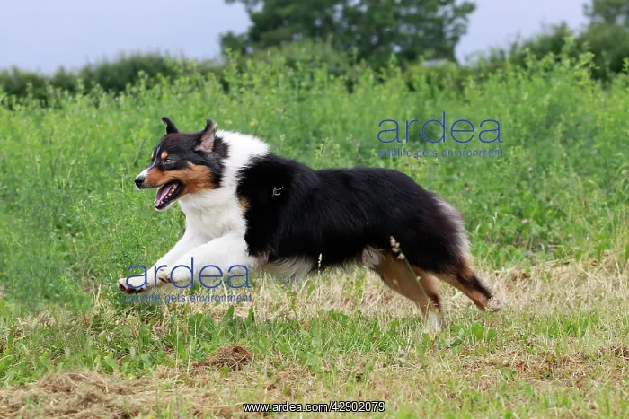  : Australian Sheepdog  /  Shepherd Dog running