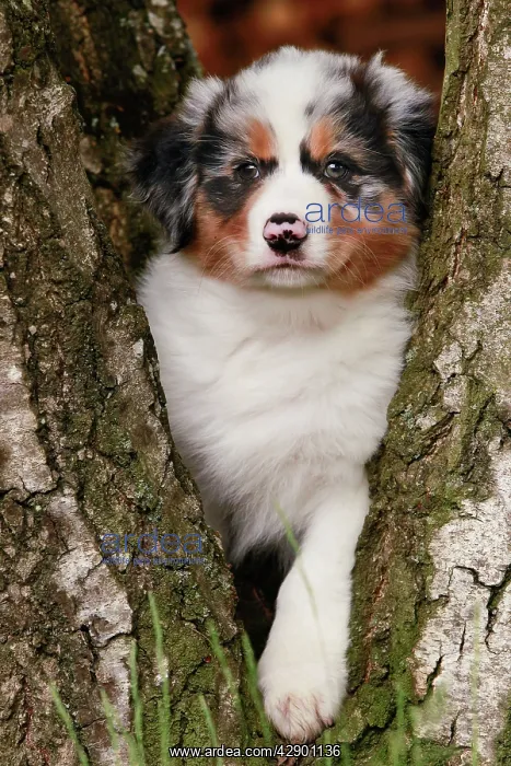  : Australian Sheepdog  /  Shepherd Dog in tree