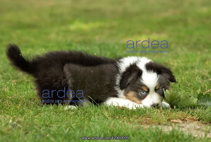  : Australian Sheepdog  /  Shepherd puppy