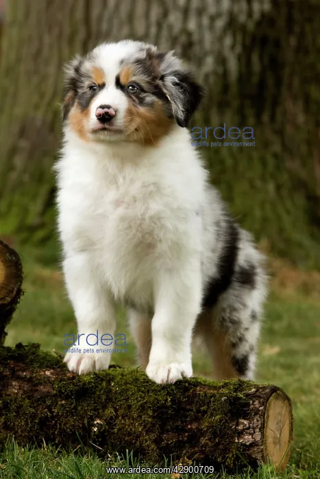  : Australian Sheepdog  /  Shepherd puppy
