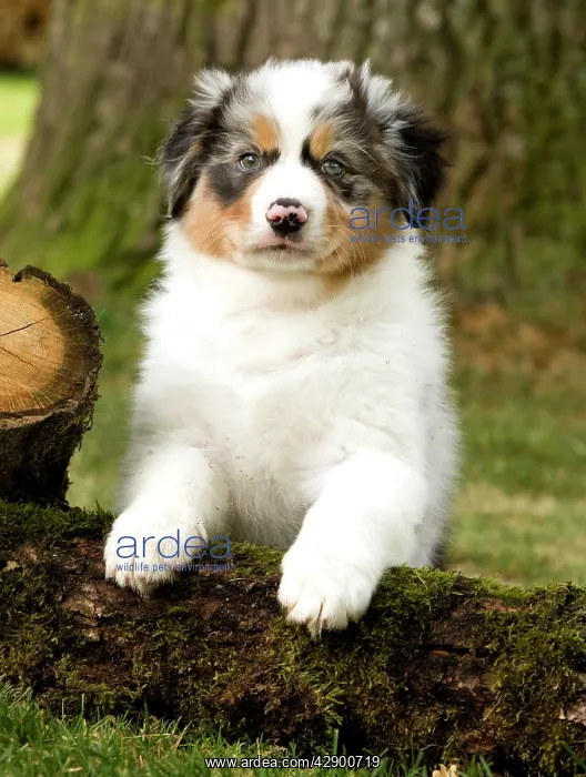  : Australian Sheepdog  /  Shepherd puppy