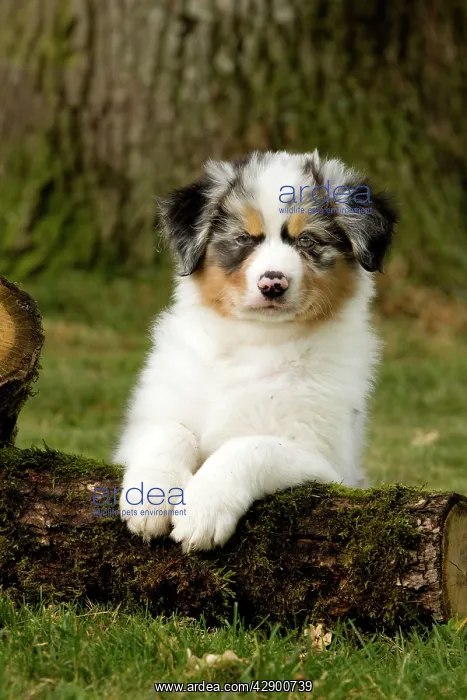  : Australian Sheepdog  /  Shepherd puppy