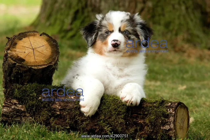  : Australian Sheepdog  /  Shepherd puppy