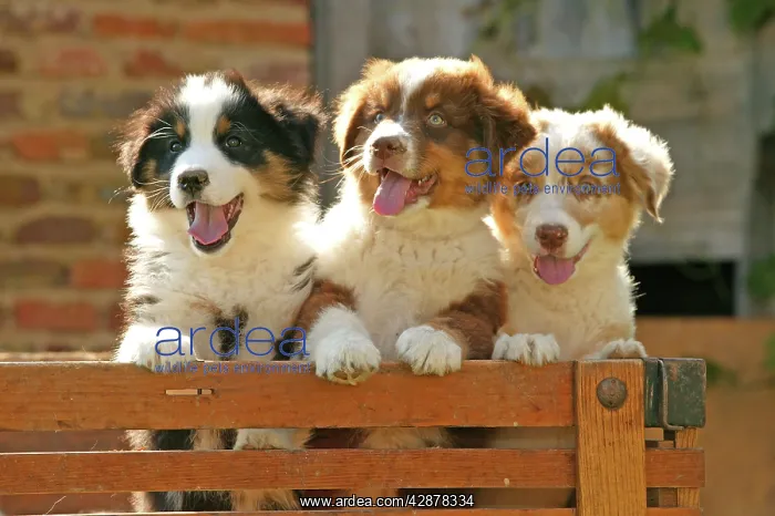 : Australian Sheepdogs - Puppies looking over fence : Australian Sheepdogs - Puppies looking over fence
