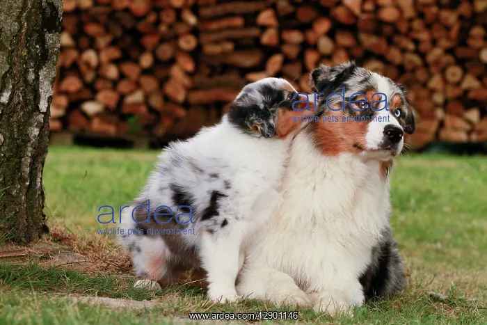 : Australian Sheepdogs / Shepherd Dogs : Australian Sheepdogs / Shepherd Dogs