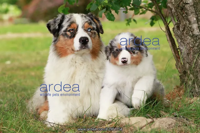 : Australian Sheepdogs / Shepherd Dogs : Australian Sheepdogs / Shepherd Dogs