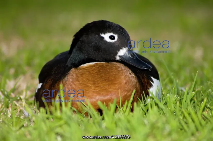 : Australian Shelduck female : Australian Shelduck female