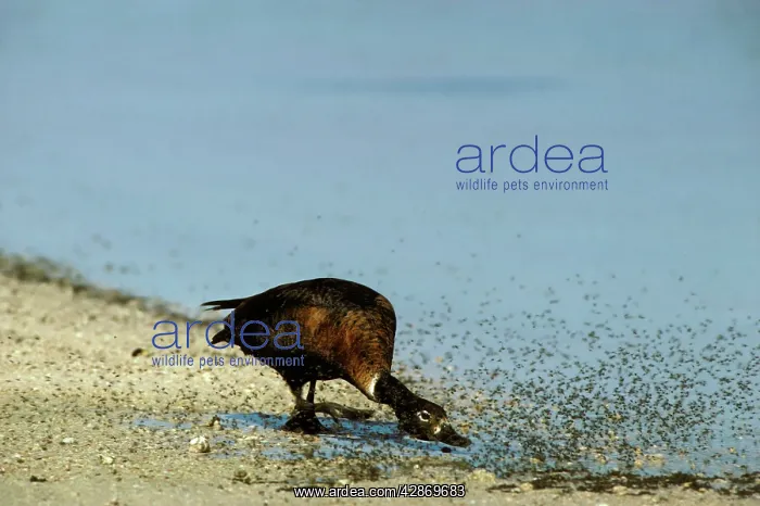 : Australian Shelduck - Female chasing insects by saline lake : Australian Shelduck - Female chasing insects by saline lake