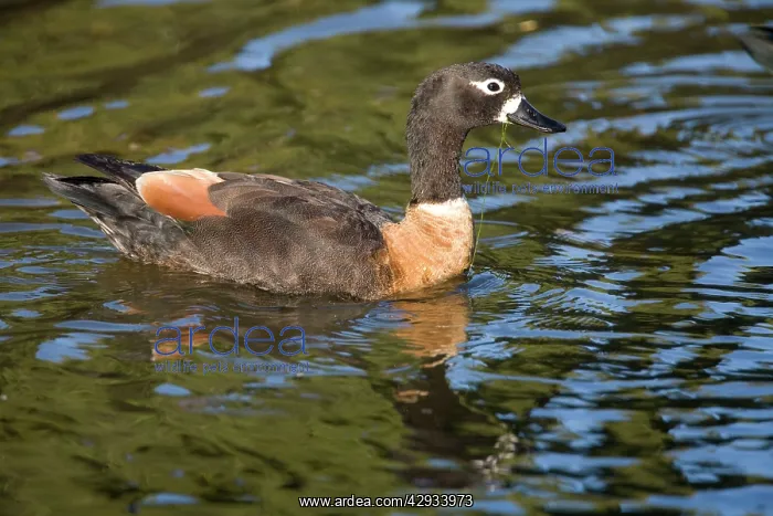 : Australian Shelduck - Female in suburban Perth : Australian Shelduck - Female in suburban Perth