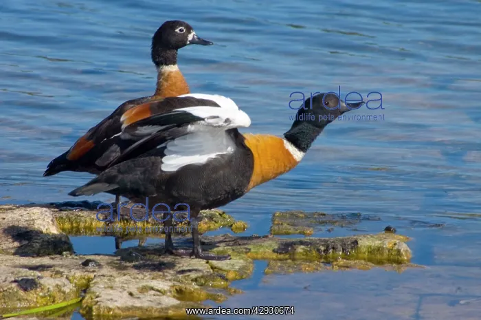 : Australian Shelduck, male stretching wings, female behind : Australian Shelduck, male stretching wings, female behind