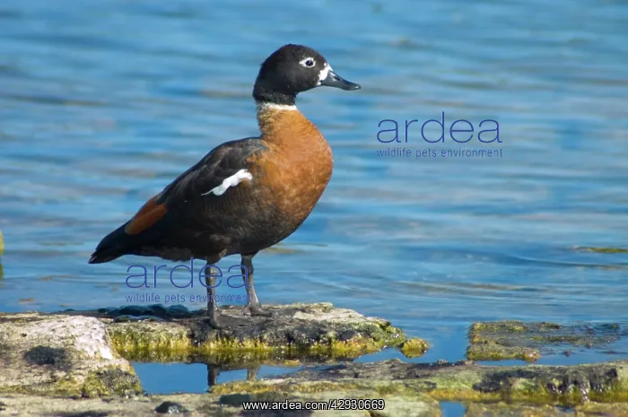 : Australian Shelduck - side view, female : Australian Shelduck - side view, female