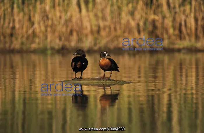 : Australian Shelducks : Australian Shelducks