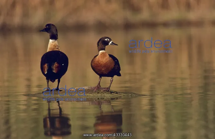 : Australian Shelducks : Australian Shelducks