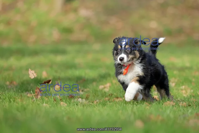 : Australian Shepherd, 10 weeks old, Frnndenberg : Australian Shepherd, 10 weeks old, Frnndenberg