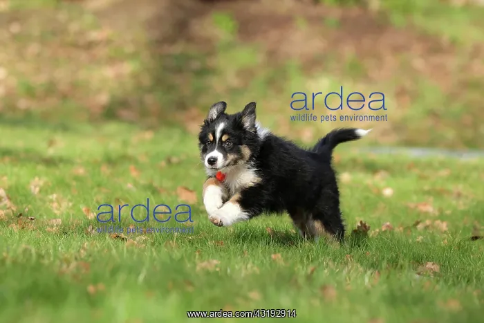 : Australian Shepherd, 10 weeks old, Frnndenberg : Australian Shepherd, 10 weeks old, Frnndenberg