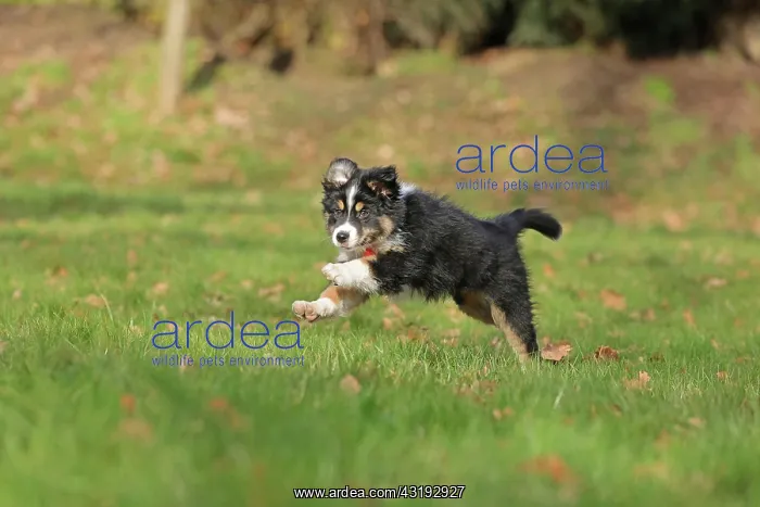 : Australian Shepherd, 10 weeks old, Frnndenberg : Australian Shepherd, 10 weeks old, Frnndenberg