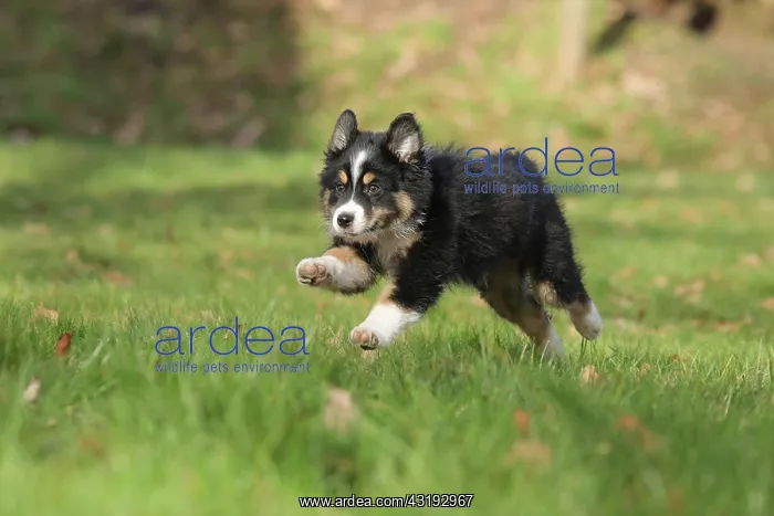  : Australian Shepherd, 10 weeks old, Frnndenberg