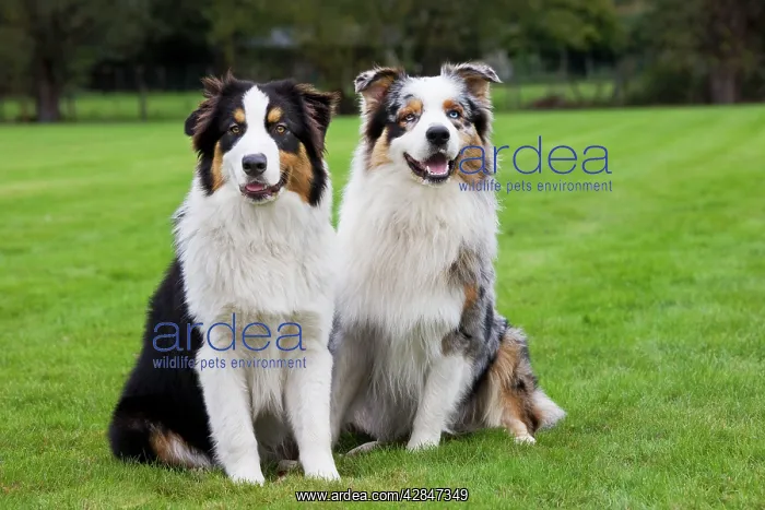  : Australian Shepherd