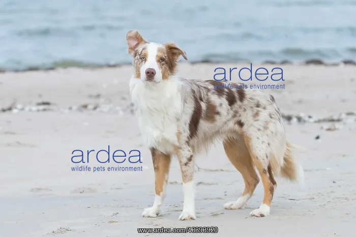 : Australian Shepherd : Australian Shepherd
