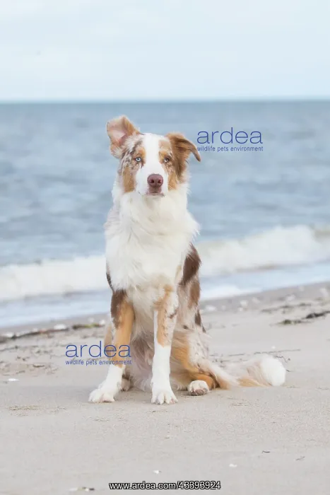 : Australian Shepherd : Australian Shepherd