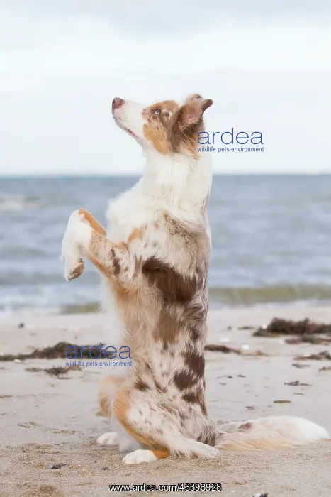 : Australian Shepherd : Australian Shepherd