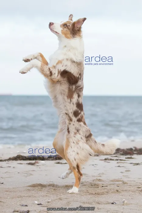 : Australian Shepherd : Australian Shepherd