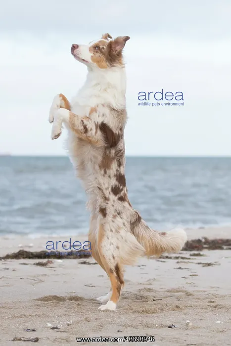 : Australian Shepherd : Australian Shepherd