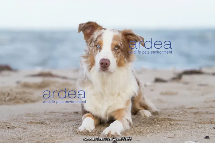 : Australian Shepherd : Australian Shepherd