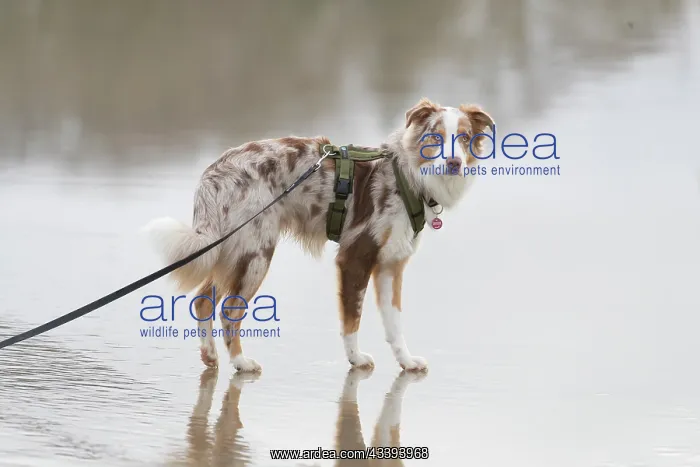 : Australian Shepherd : Australian Shepherd