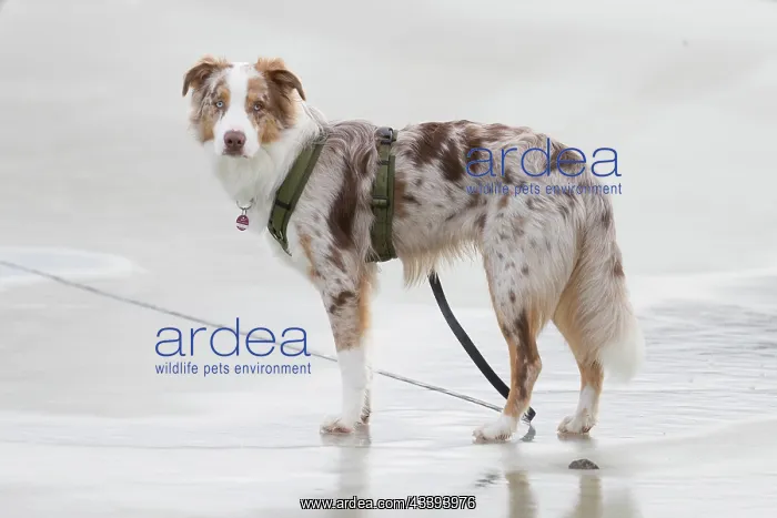  : Australian Shepherd