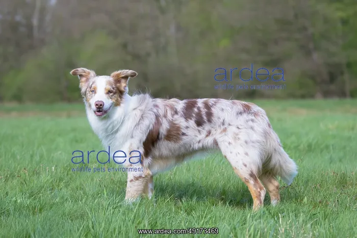 : Australian Shepherd : Australian Shepherd