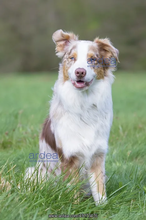 : Australian Shepherd : Australian Shepherd