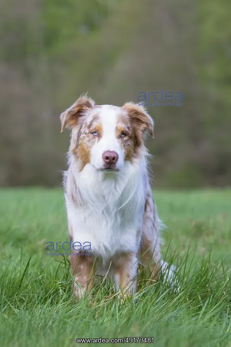  : Australian Shepherd