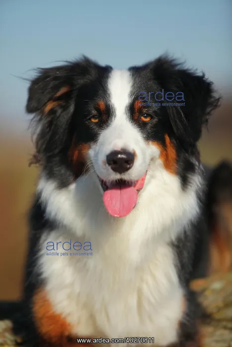 : Australian Shepherd, bitch, black-tri, animal portrait : Australian Shepherd, bitch, black-tri, animal portrait