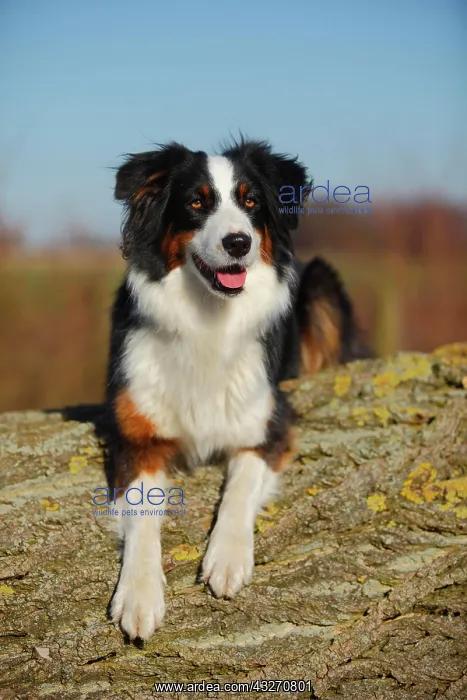 : Australian Shepherd, bitch, black-tri, lying : Australian Shepherd, bitch, black-tri, lying