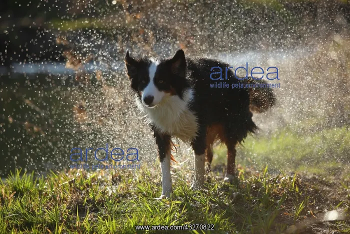 : Australian Shepherd, bitch, black-tri, shaking : Australian Shepherd, bitch, black-tri, shaking