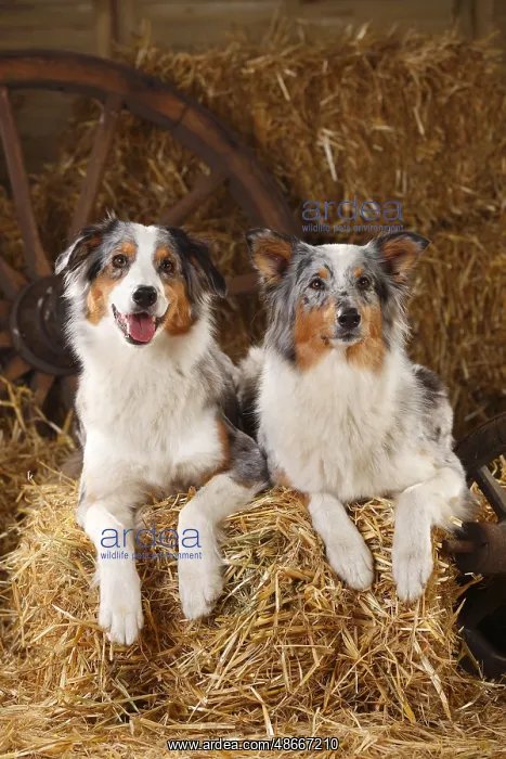 : Australian Shepherd, bitches, blue-merle : Australian Shepherd, bitches, blue-merle