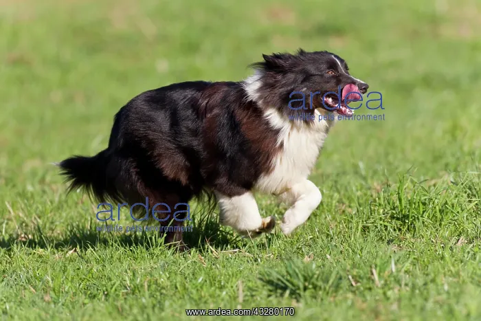 : Australian Shepherd, black bi Australian Shepherd : Australian Shepherd, black bi Australian Shepherd